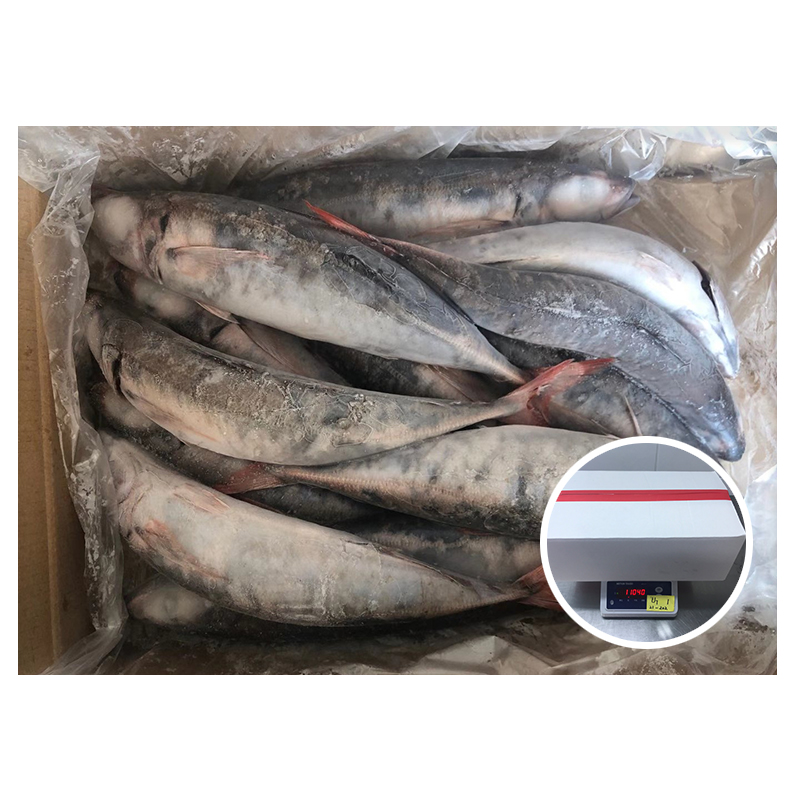 What are the benefits of eating Red tail horse mackerel